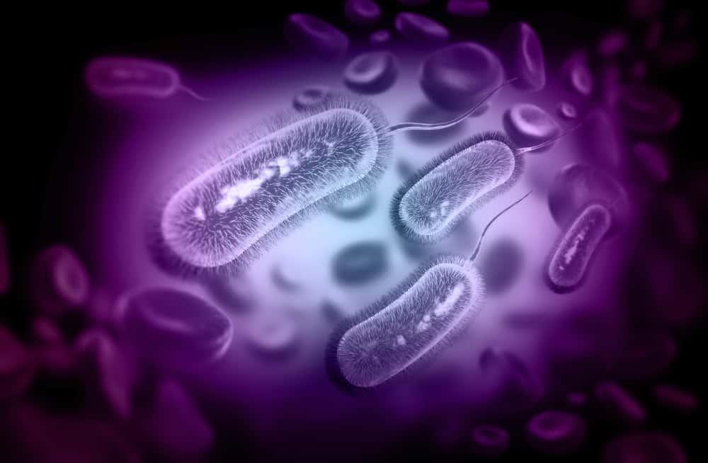 Nhiễm H. pylori (nhiễm H. pylori dạ dày)