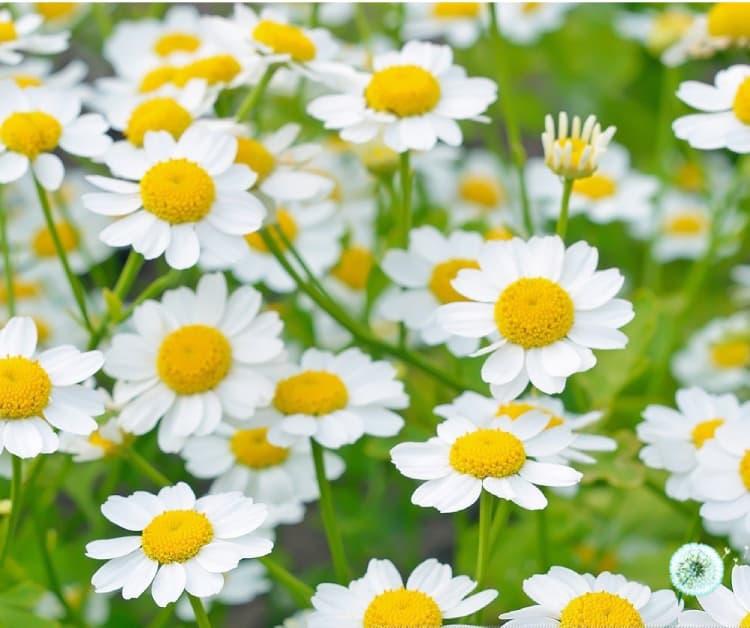 Cỏ thơm (Feverfew)