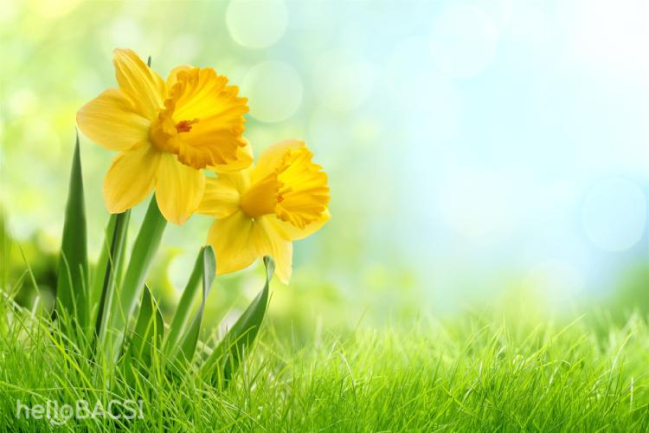 Hình nền Phong Cách Mực Hoa Thủy Tiên Xanh Tươi Phong Cách Mực Hoa Thủy Tiên Màu Xanh Lá Background Vector để tải xuống miễn phí Pngtree