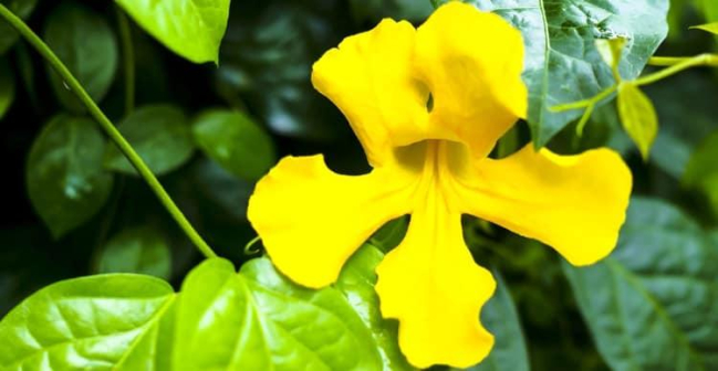 Cây vuốt mèo