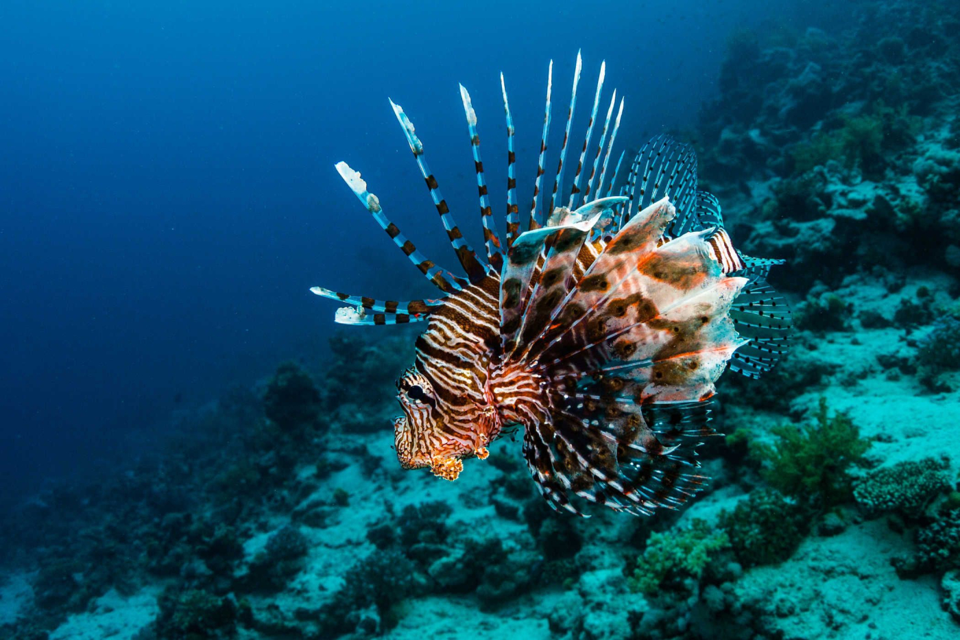 Bị cá đâm làm sao hết nhức? Cách xử trí khi bị cá có gai độc đâm vào tay