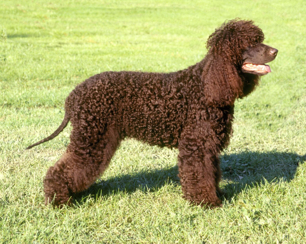 Irish_Water_Spaniel_C_Tara_Darling