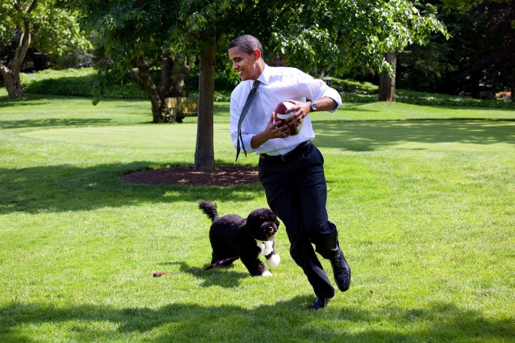 barack-obama-Portuguese Water Dog1174375_1920