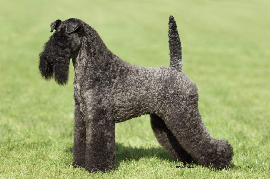 kerry-blue-terrier-03
