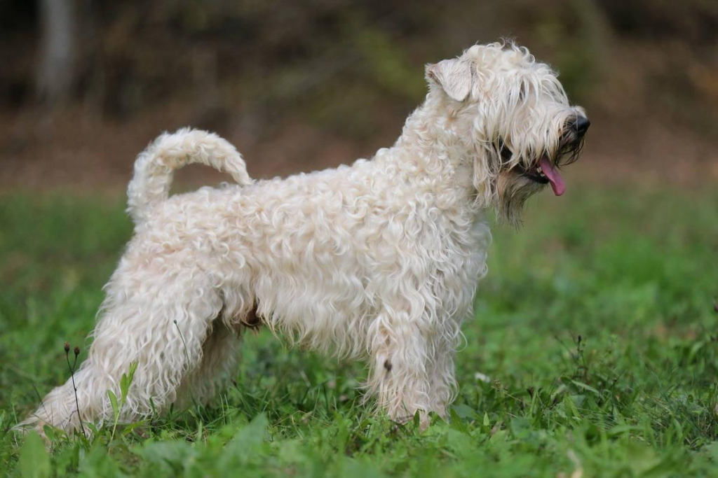 soft-coated-wheaten-terrier-on-the-grass-photo