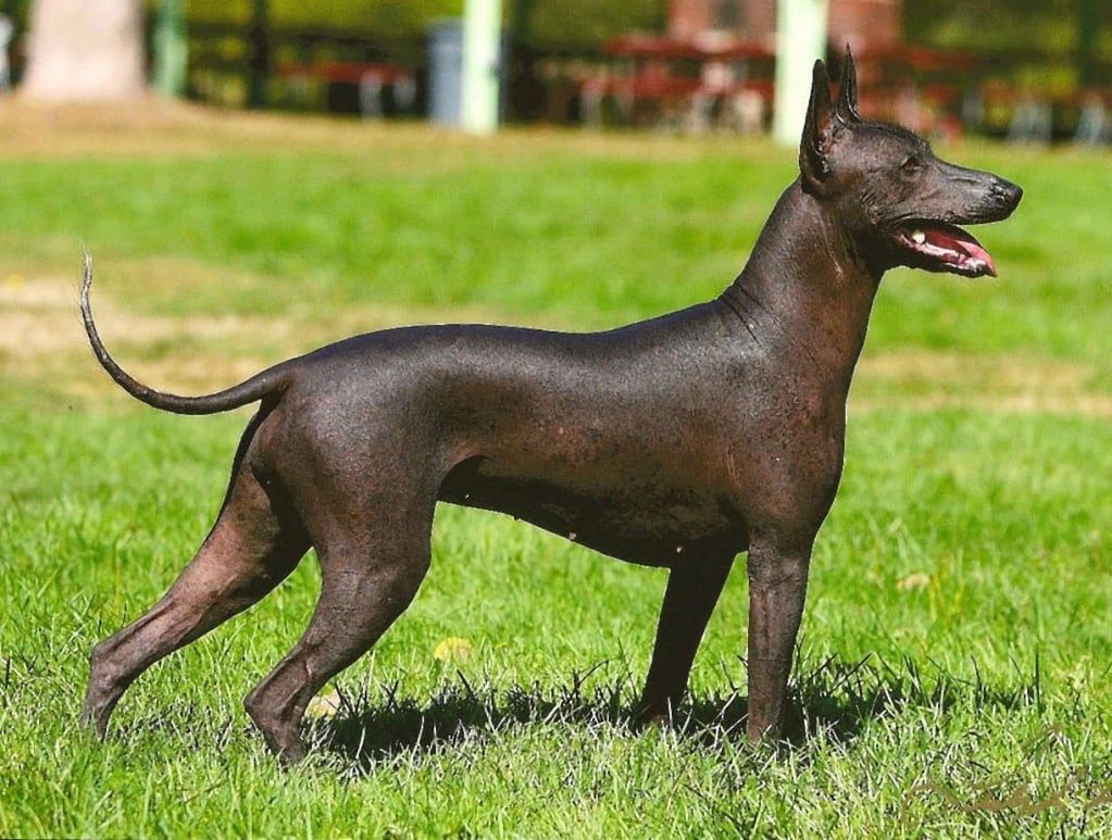 for sunday features - pets - obscure pet breeds - Xoloitzcuintli - HANDOUT but please Courtesy AKC
