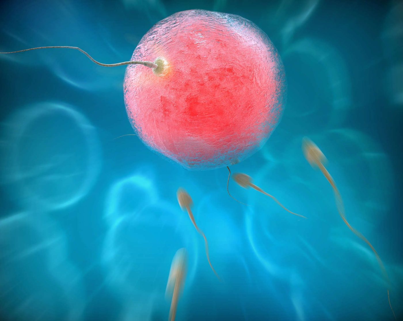 Hiểu tường tận về trứng và tinh trùng