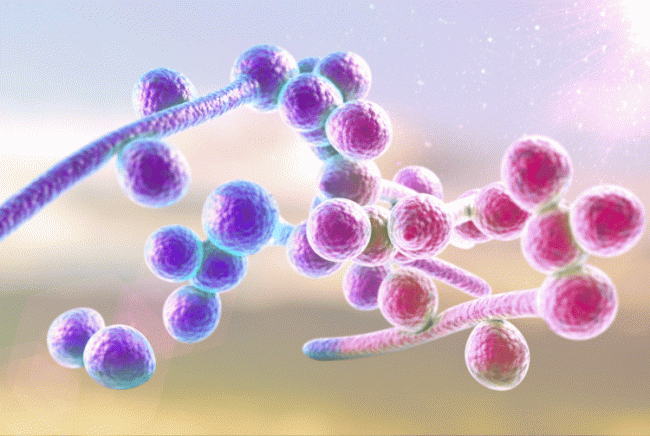 Nhiễm nấm Candida (Nhiễm trùng nấm): Những thông tin cần biết!