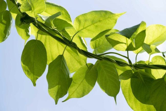 Sự thật về tác dụng dây thìa canh chữa tiểu đường
