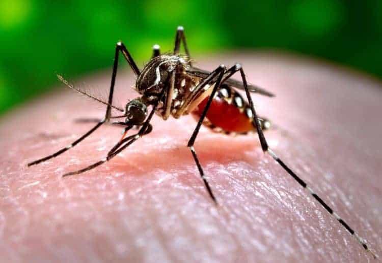 Sốt chikungunya là bệnh gì? Nguyên nhân và cách điều trị