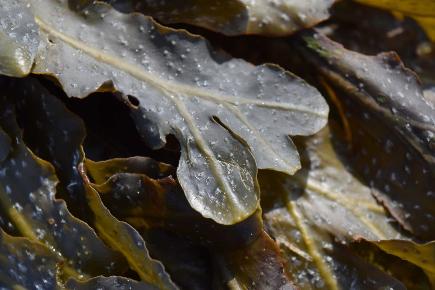 Bất ngờ 5 tác dụng của tảo nâu đối với sức khỏe