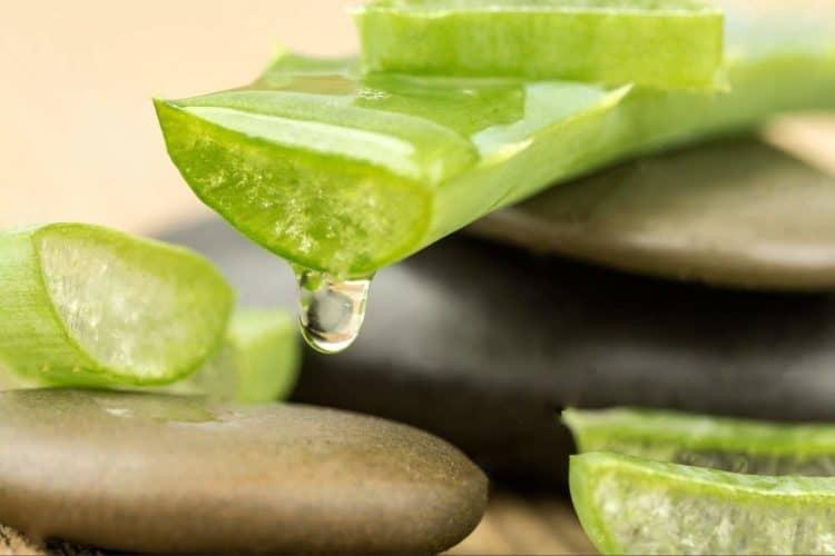 Nha đam là một thành phần có trong kem làm mờ sẹo