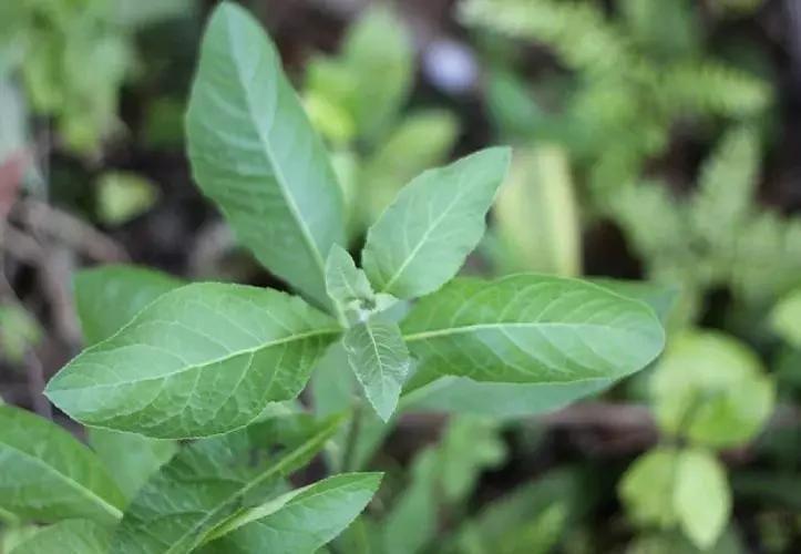 Cây lá đắng – Thảo dược chữa bệnh tuyệt vời