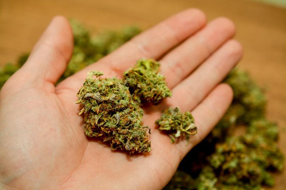 Cạm bẫy cỏ Mỹ: Loại ma túy mới hiểm họa khôn lường!