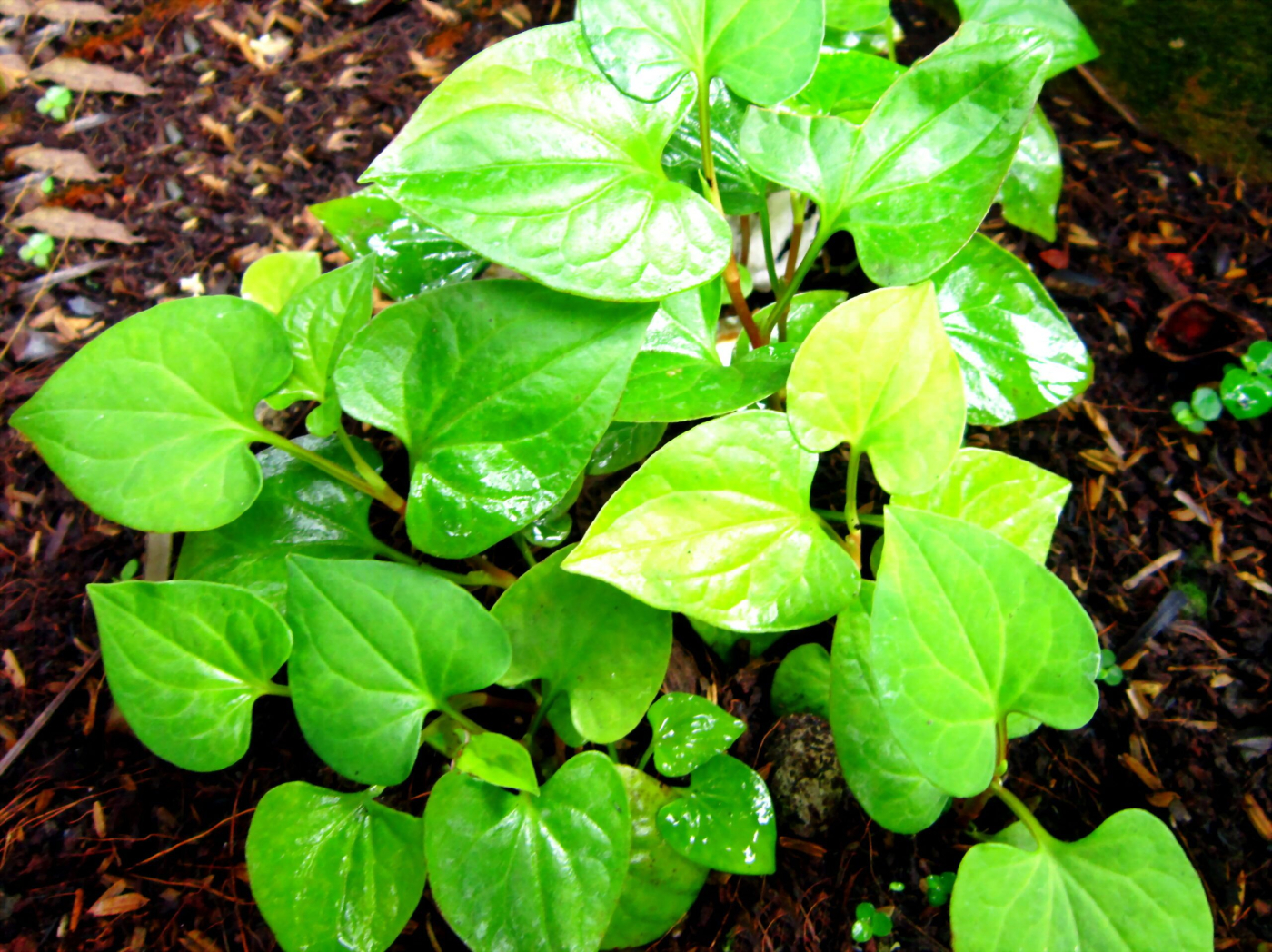 Rau diếp cá có tác dụng gì? Điểm danh 8 lợi ích của rau diếp cá