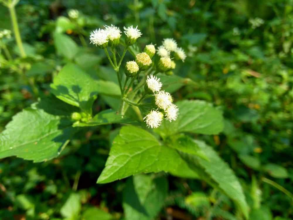 Cây cứt lợn có tác dụng gì? Không chỉ là hạ sốt cho trẻ