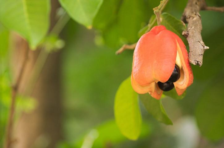 Ackee