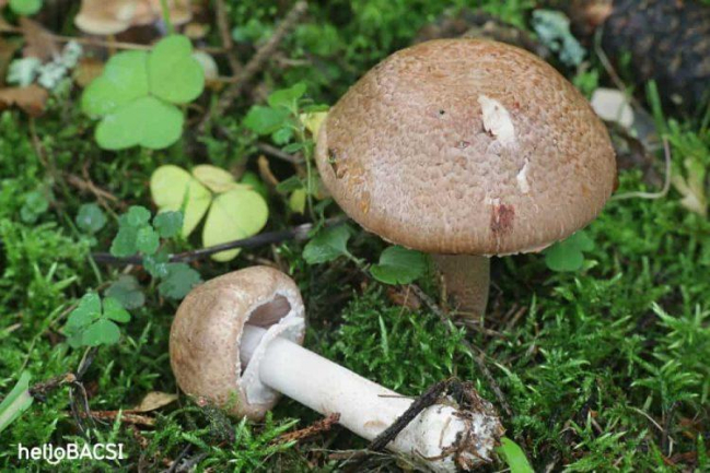 Nấm agaricus