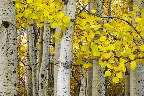 Cây dương lá rung