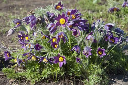 Cây bạch đầu ông