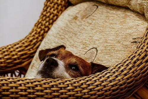 Lý do vì sao bạn nên nuôi một chú cún cưng