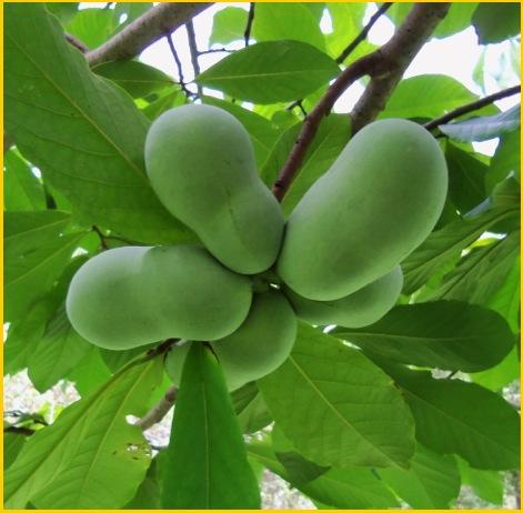 Pawpaw Bắc Mỹ