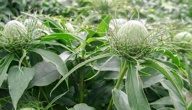Bạch truật