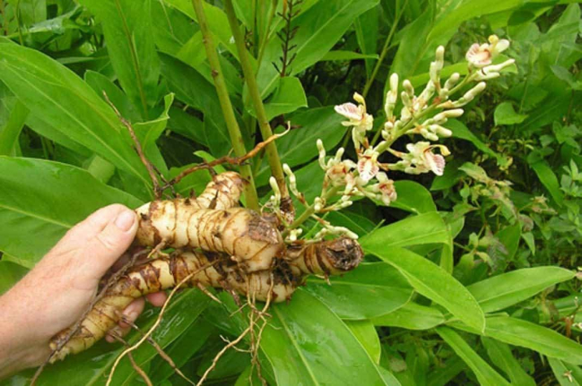 Cây riềng