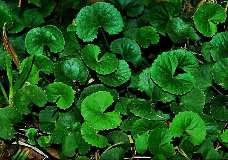 Rau má có tác dụng gì? Bài thuốc chữa bệnh và làm đẹp từ rau má