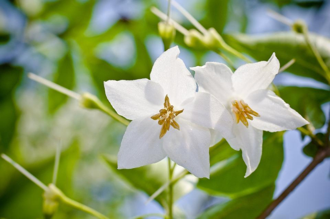 Cây bồ đề
