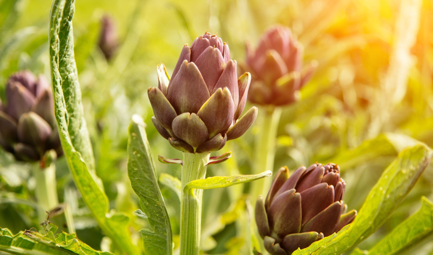 Lợi ích và nguy cơ tiềm ẩn của chiết xuất lá atisô