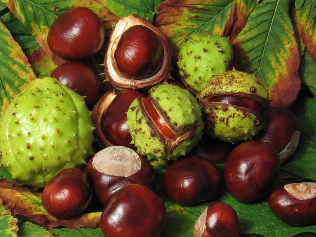 Cây dẻ ngựa