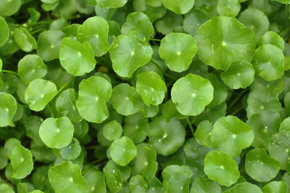 8 tác dụng của rau má và cách ăn rau má bảo vệ sức khỏe