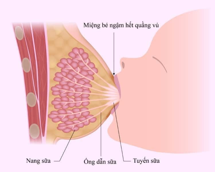 4 giai đoạn vú sản xuất sữa để con bú khi chào đời