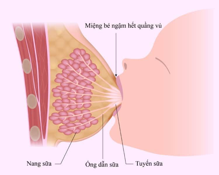 4 giai đoạn vú sản xuất sữa để con bú khi chào đời