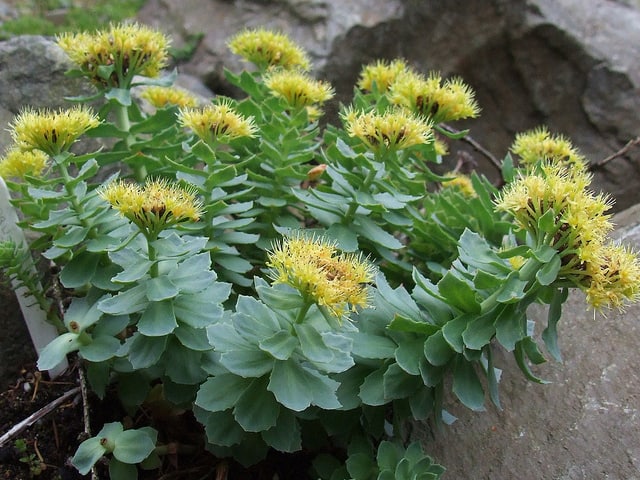 Rhodiola Rosea