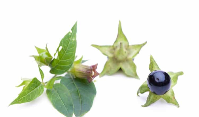 Cà độc dược