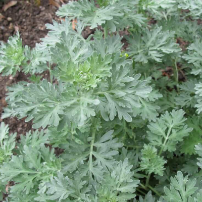 wormwood là cây gì