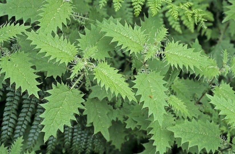 Cây tầm ma - Bí quyết chữa bệnh từ xa xưa