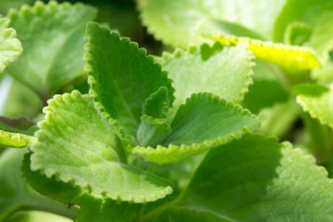Coleus forskohlii
