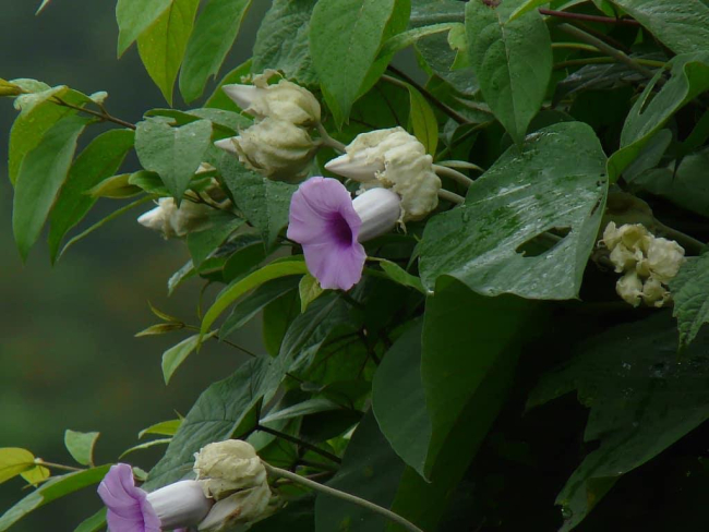Hawaiian baby woodrose