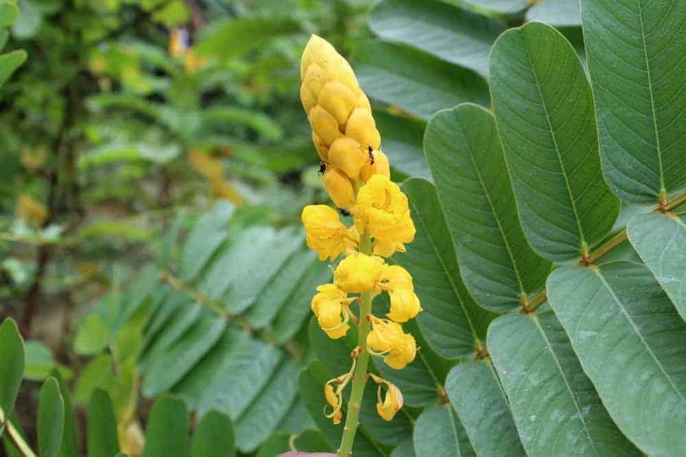 cách chữa táo bón tại nhà