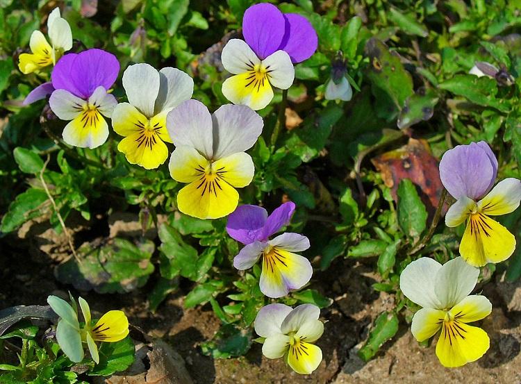 Cây hoa bướm dại