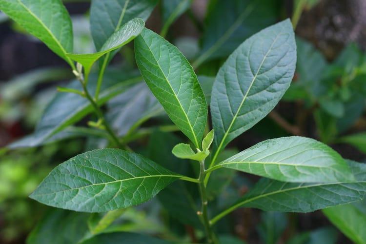 Cây mật gấu (cây lá đắng)