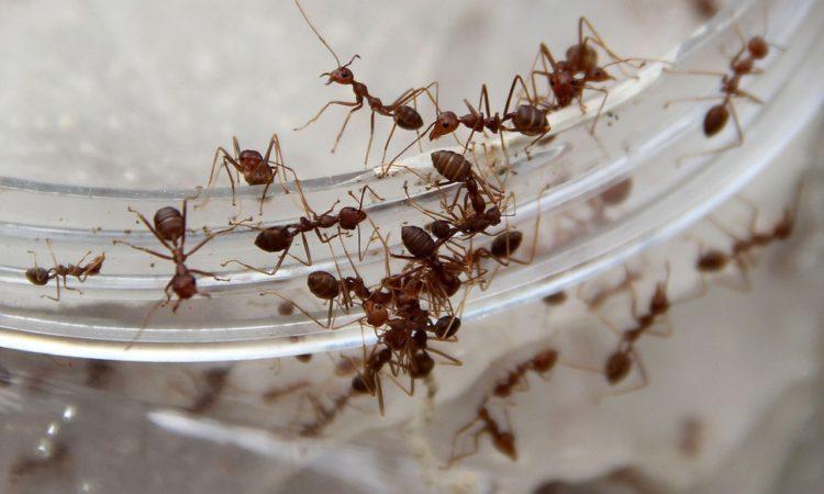 7 Cách xua đuổi côn trùng hiệu quả không cần dùng thuốc hóa chất