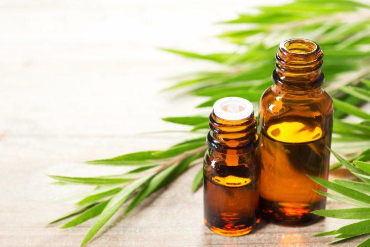 Cách trị sẹo lâu năm bằng dầu cây trà