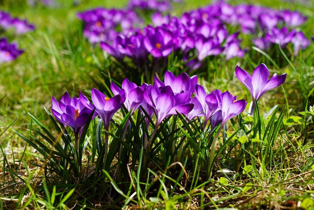 Nhuỵ hoa nghệ tây có tác dụng gì, cách uống và tác hại khi lạm dụng