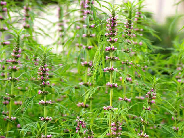 Những công dụng của cao ích mẫu