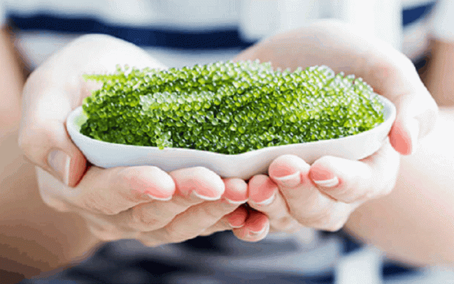 Rong nho có tác dụng gì? Cách ăn rong nho và bảo quản sao cho đúng?