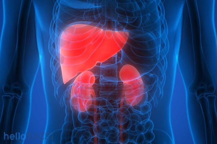 Hội chứng gan thận là gì mà tỷ lệ tử vong cao đến vậy?